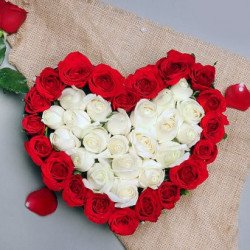 HIFOCUS NEWLY ADDEDHF-HED031